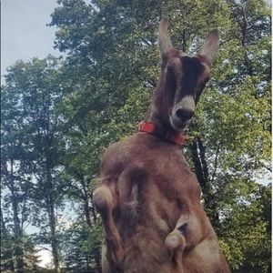 Meet your Posher, Joey